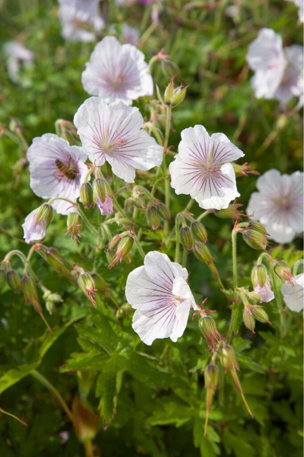 Storkenæb 'Derrick Cook'